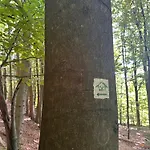 Am Wald Daire Ober-Abtsteinach