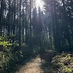 Am Wald