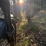 Am Wald