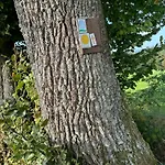 Am Wald Daire Ober-Abtsteinach