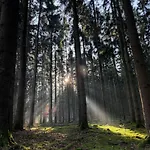Am Wald Ober-Abtsteinach