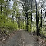 Am Wald Daire Ober-Abtsteinach
