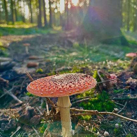 Am Wald Appartement Ober-Abtsteinach