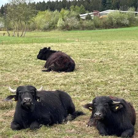 Am Wald * Ober-Abtsteinach