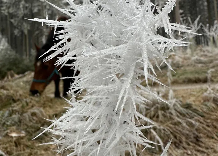 Am Wald Ober-Abtsteinach