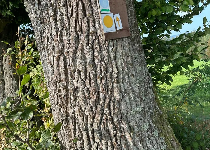 Am Wald Apartment Ober-Abtsteinach