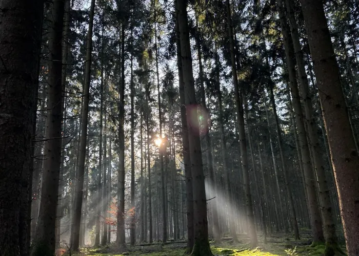 Am Wald Ober-Abtsteinach