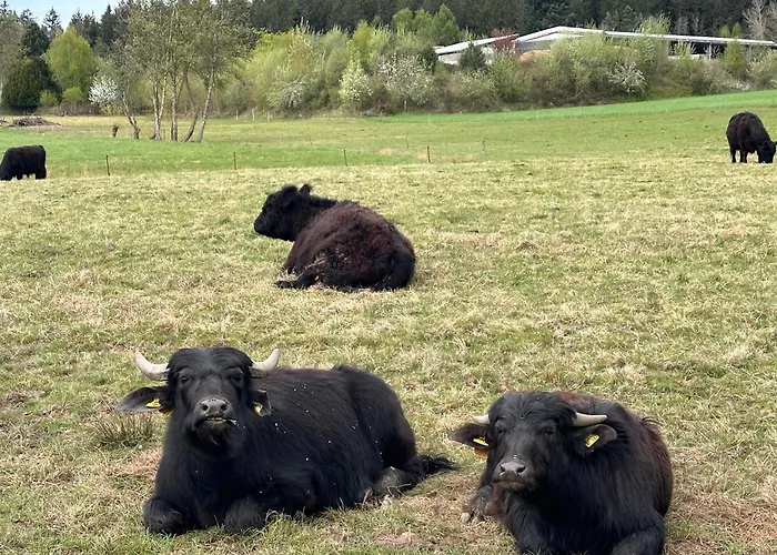 Am Wald * Ober-Abtsteinach